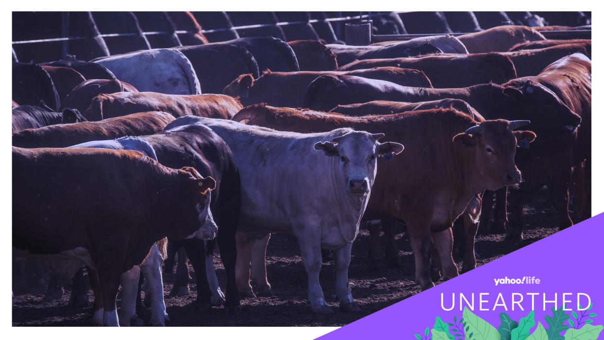 Cattle, like those shown here, are having a big impact on the Earth. 