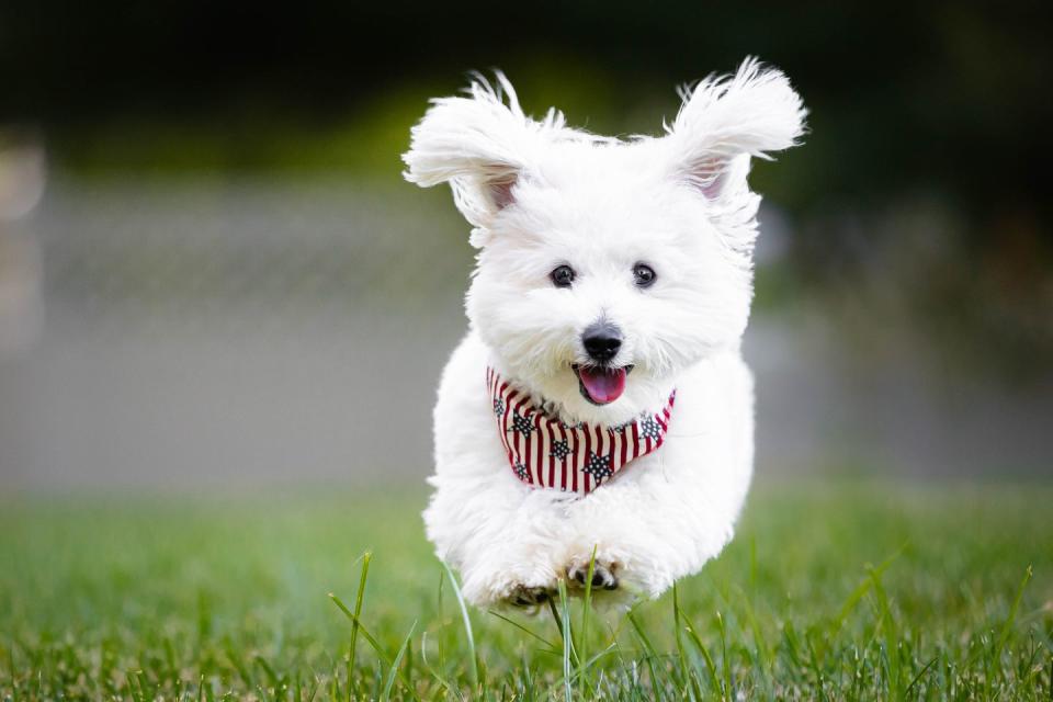 white longhaired havanese with a stars and stripes kerchief around his neck in field running toward camera in mid air