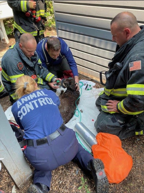 Firefighters and an animal control officer work to revive a dog rescued from a fire Wednesday at 30 Stoneybrook Drive in Millis.