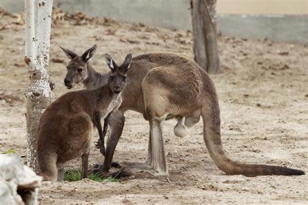 Two kangaroos (western grey kangaroo) are seen at the Parque de Las Leyendas zoo in Lima July 5, 2012. REUTERS/Enrique Castro-Mendivil