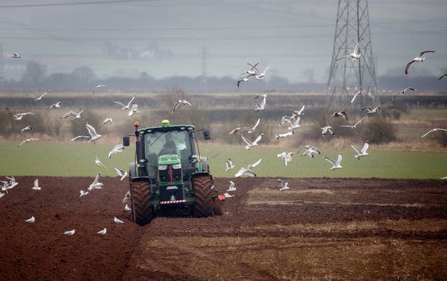 Birds fly around as a farmer ploughs a field