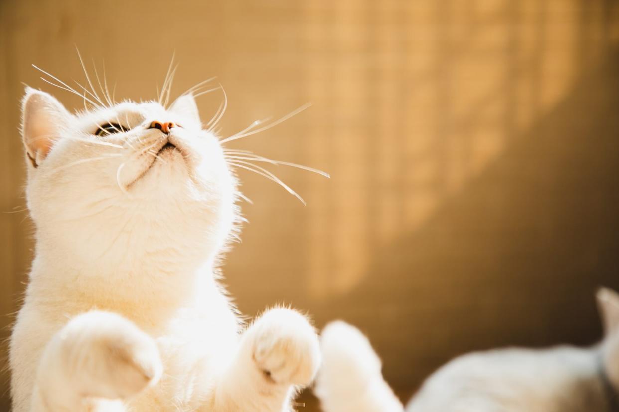 Cute playful shorthair cat