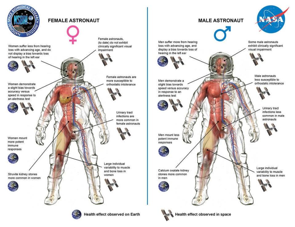 Diagrams of the effect of space radiation on the bodies of female and male astronauts.