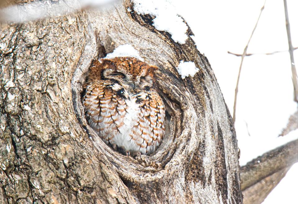 An Eastern Screech Owl in snow. The Audubon Society of Rhode Island is offering an Owl Prowl at Caratunk Wildlife Refuge, 301 Brown Ave., Seekonk.