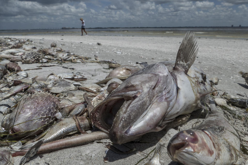 Tristes imágenes del impacto de la marea roja que plaga las aguas de Florida en el Golfo de México