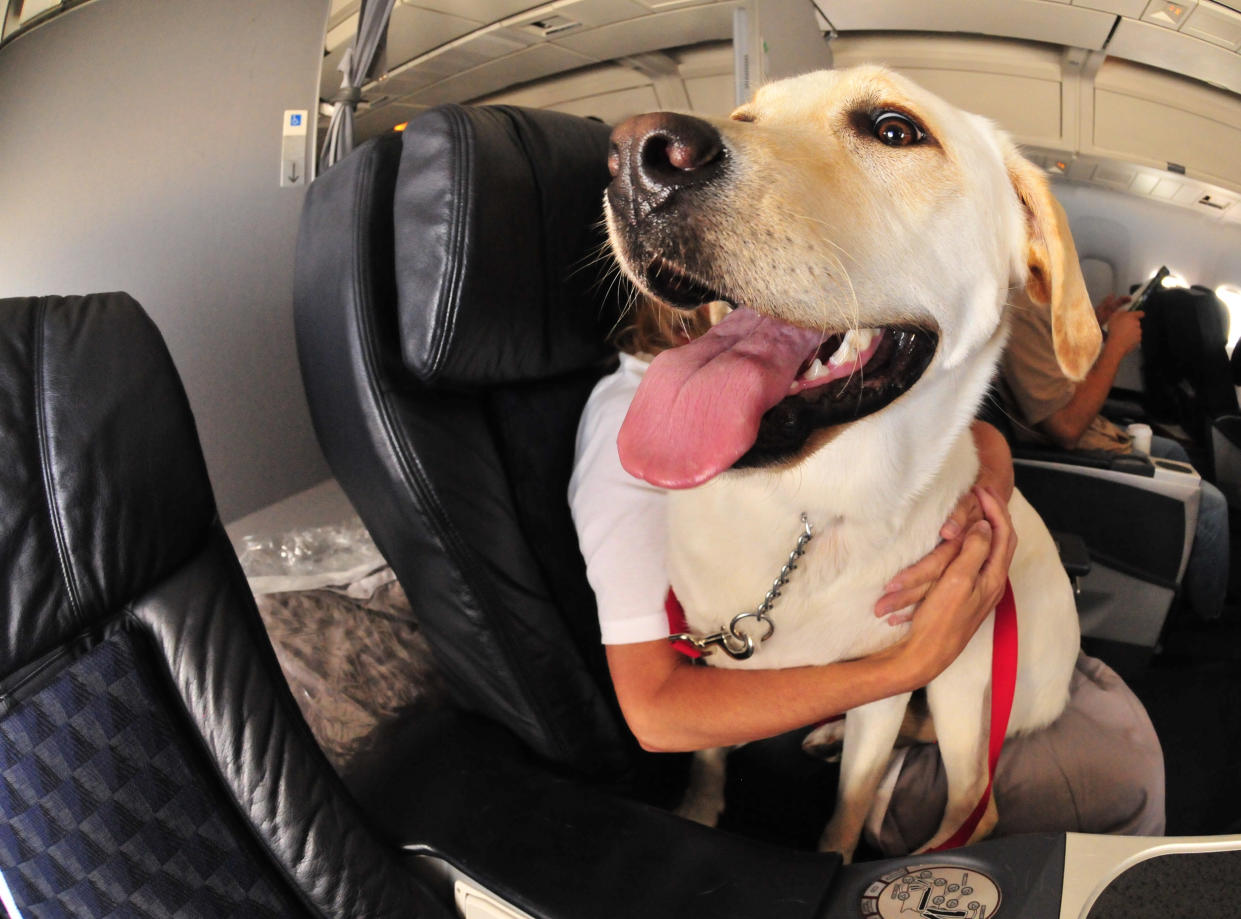 Flugreisen bedeuten für Hunde meist großen Stress - damit will eine neue Fluggesellschaft nun Schluss machen (Symbolbild: Getty Images)