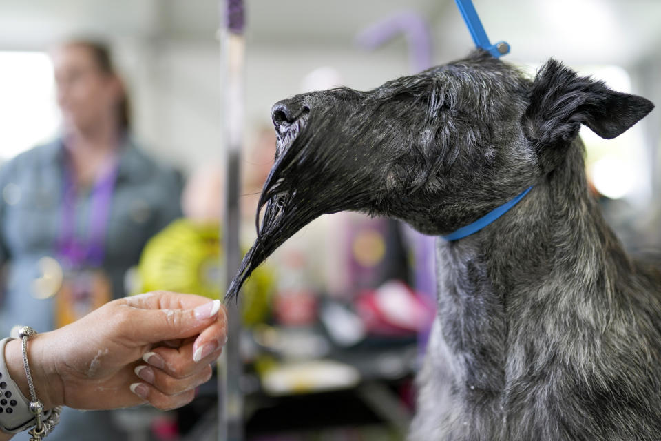 A Scottish Terrier is bathed during the 147th Westminster Kennel Club Dog show, Monday, May 8, 2023, at the USTA Billie Jean King National Tennis Center in New York. (AP Photo/John Minchillo)