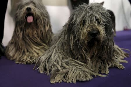 Bergamascos, one of the seven new breeds being judged at the 2016 Westminster Kennel Club Dog Show. REUTERS/Mike Segar