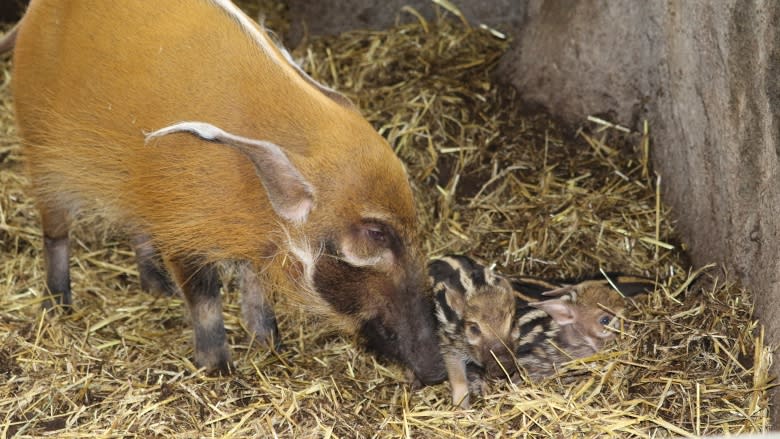 Red River hoglets make debut at the Calgary Zoo