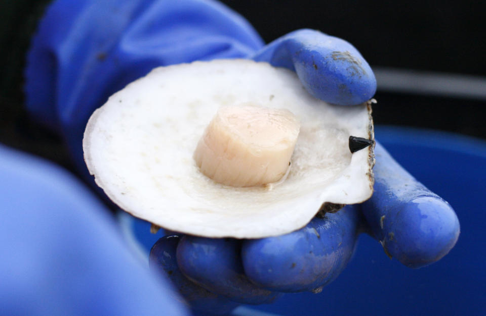 FILE- In this Dec. 17, 2011, file photo, a scallops is shucked at sea off the coast of Harpswell, Maine. America's harvest of scallops is increasing to near-record levels at a time when the shellfish are in high demand. (AP Photo/Robert F. Bukaty, File)