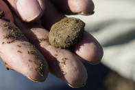 Metal detectorist George Mallard, of Hanover, Mass., displays what he said is likely a piece of lead that could have been a projectile for an historic firearm, while searching for artifacts and coins in a field on a farm, in Little Compton, R.I., Thursday, Oct. 27, 2022. One coin at a time, the ground is yielding new evidence that in the late 1600s Henry Every, one of the world's most ruthless pirates wandered the American colonies with impunity. (AP Photo/Steven Senne)