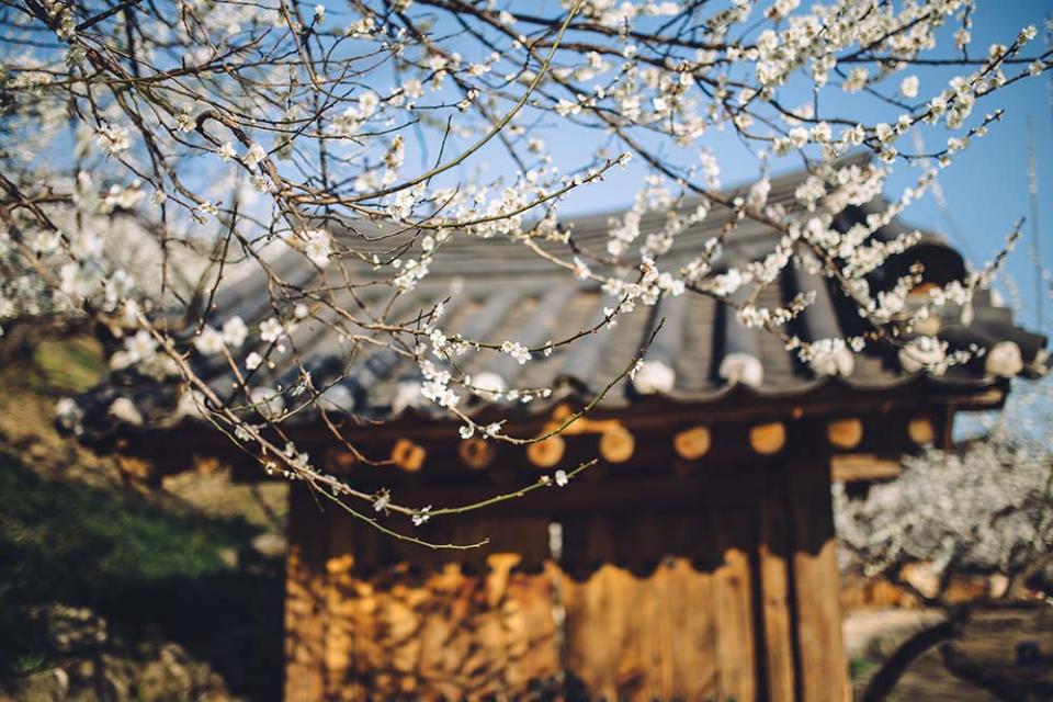 光陽梅花村（Image Source : Getty Creative）