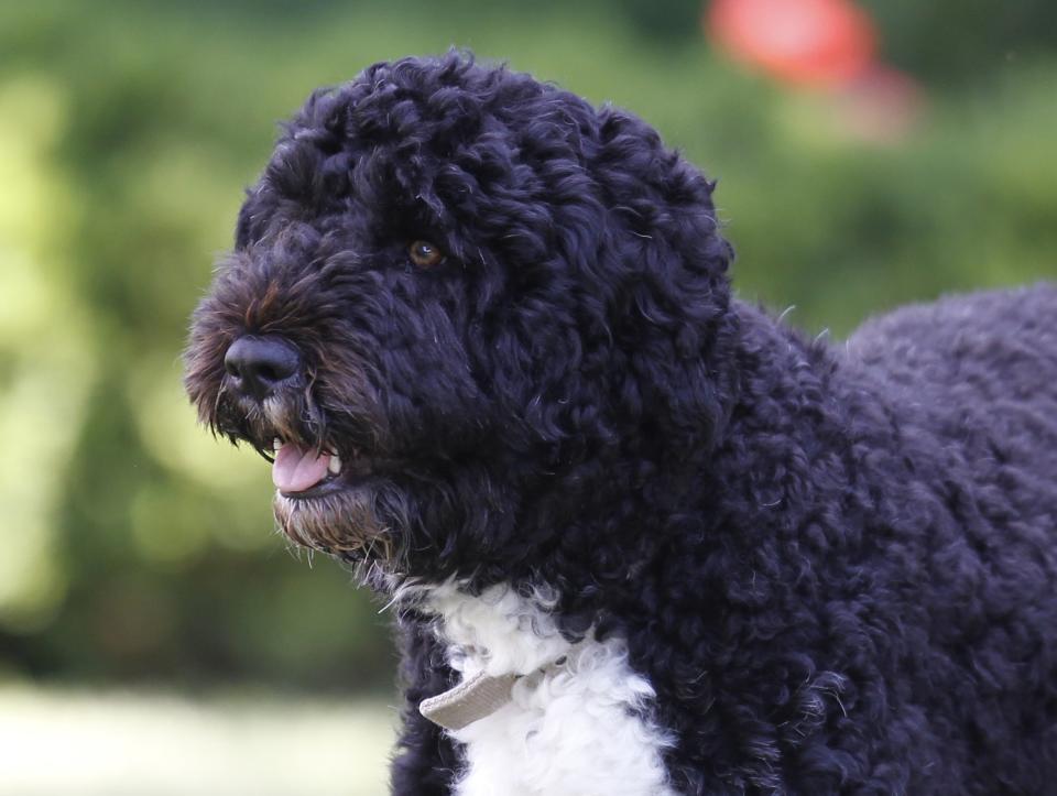 FILE - In this June 13, 2011, file photo Bo, a Portuguese water dog and the family pet of President Barack Obama, is seen in the Rose Garden of the White House in Washington. Former President Barack Obama’s dog, Bo, died Saturday, May 8, 2021, after a battle with cancer, the Obamas said on social media. (AP Photo/Charles Dharapak, File)