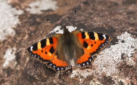 The small tortoiseshell which has suffered serious declines  - Credit: Will Langdon, Butterfly Conservation