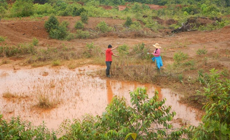 <span class="caption">Measuring plants in abandoned mining plots in Guyana.</span> <span class="attribution"><span class="source">Michelle Kalamandeen</span></span>