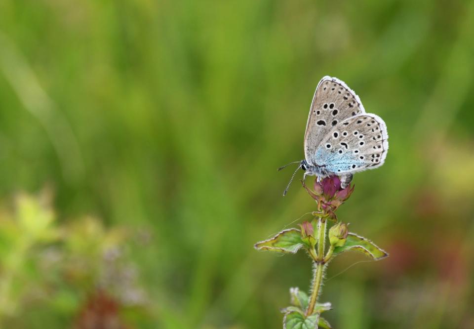 large blue butterfly
