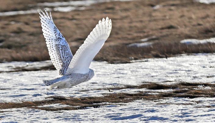 A snowy owl takes flight in Rye Tuesday, Jan. 12, 2022.