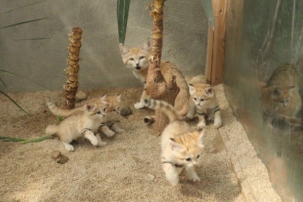 ▲Bari：非禮勿視，你禮貌嗎你？（圖／神戶動物王國Kobe Animal Kingdom授權提供）