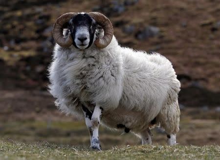 A sheep grazes on the Isle of Lewis and Harris, an island off the northwestern tip of Scotland in the Outer Hebrides, Britain April 27, 2016. REUTERS/Russell Cheyne/Files