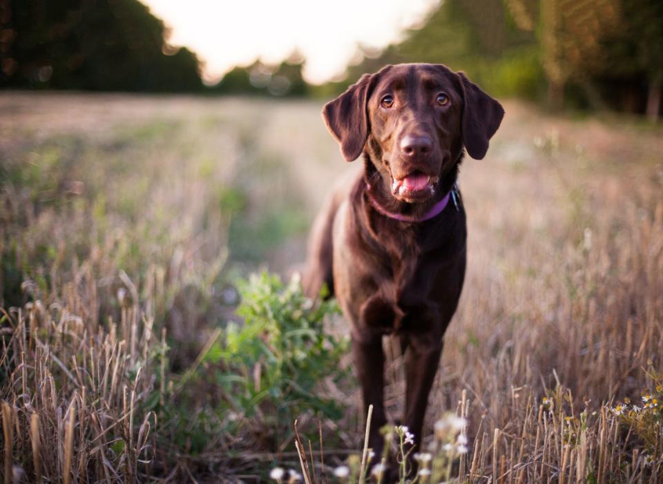 5) Labrador Retriever