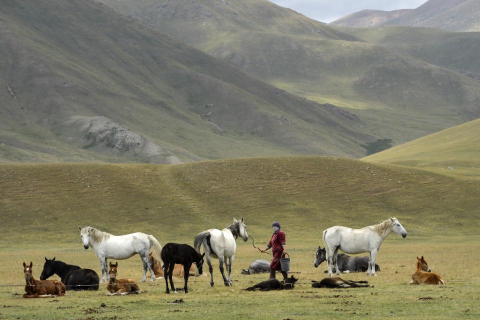 A Kyrgyz woman milks a horse in a mountain pasture in the Suusamyr Valley lies at 2500 meters above sea level in Kyrgyzstan's Tian Shan mountains 170 kilometres (100 miles) south of the capital Bishkek, Wednesday, Aug. 10, 2022. The milk is used to make kumis, a fermented drink popular in Central Asia that proponents say has health benefits. The grass and herbs lend flavor to the milk that locals draw from the mares in the fields where they graze. The milk then is left to ferment, or sometimes churned to promote fermentation, until it becomes mildly alcoholic. (AP Photo/Vladimir Voronin)