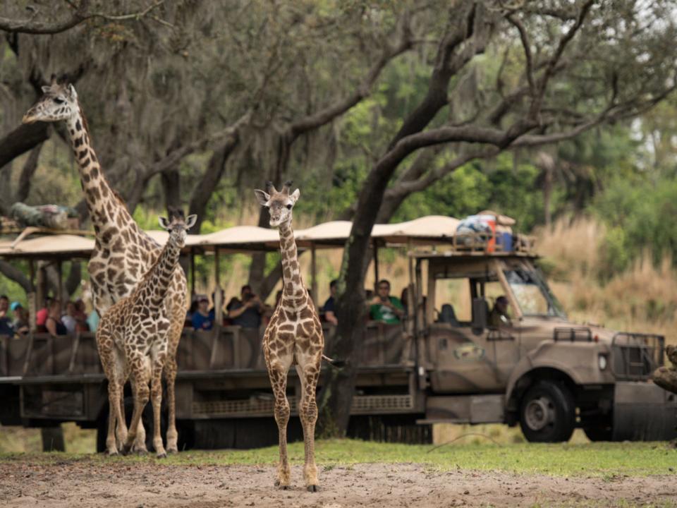 Kilimanjaro Safaris