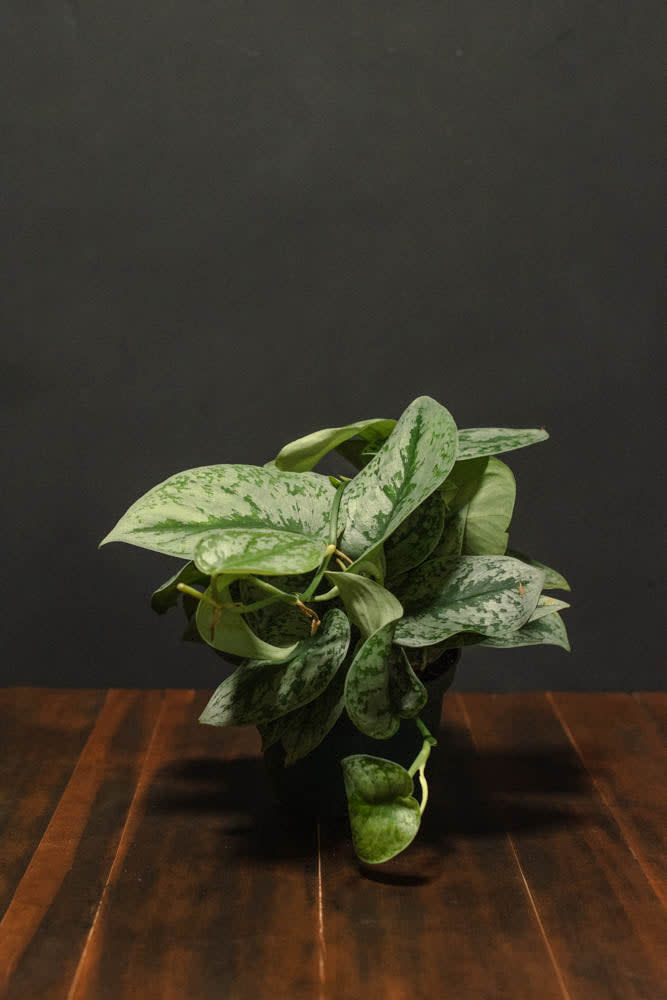 <p><a href="https://crimsonhort.com/products/pothos-silver-splash" rel="nofollow noopener" target="_blank" data-ylk="slk:Shop Now;elm:context_link;itc:0;sec:content-canvas" class="link rapid-noclick-resp">Shop Now</a></p><p>Pothos Silver Splash</p><p>crimsonhort.com</p><p>$18.00</p>