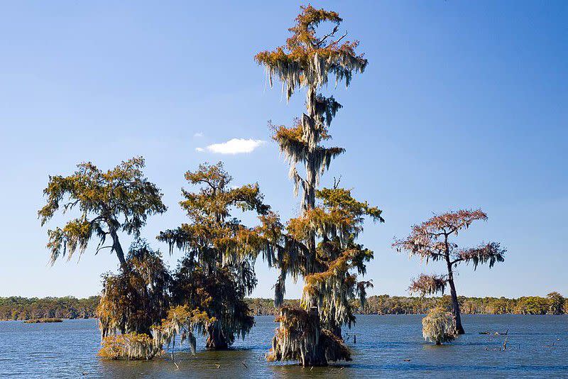 Bald Cypress covered with Spanish moss Cypress Island Preserve