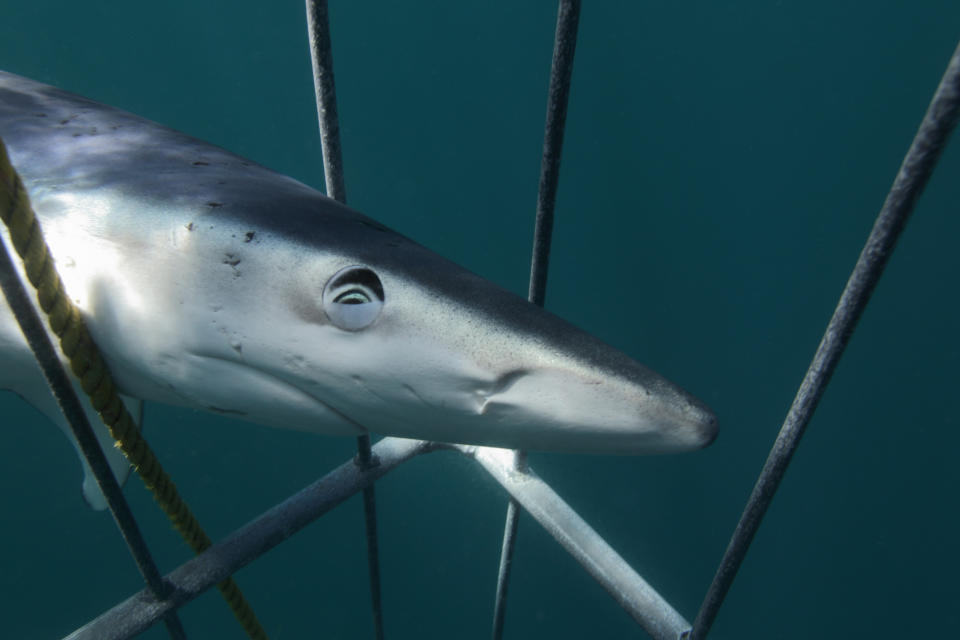 A shark closely swims in the cage