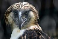 A male Philippine eagle named Geothermica is one of a pair being cared for in Singapore, part of a breeding programme to reverse the dwindling numbers of the feathered giants