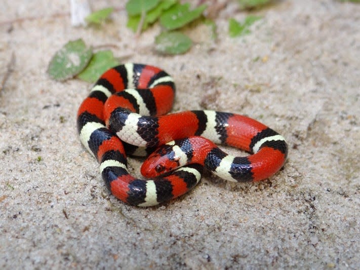 In the Southeast, scarlet kingsnakes are often confused with the venomous coral snake. This photo of a scarlet kingsnake illustrates the adage "red touches black, friend to Jack, red touches yellow, kill a fellow." But the best way to tell the two snakes apart is to notice the scarlet kingsnake has a red pointed nose, while the coral snake has a black nose.