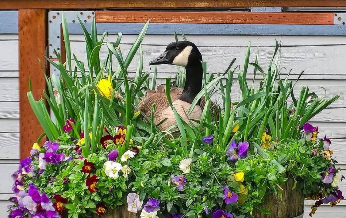 You might see Stella the goose nesting in her favorite spot in Gig Harbor: Tides Tavern.