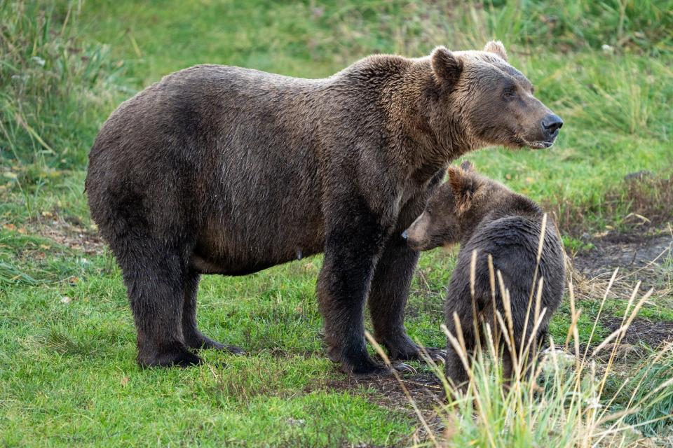 "Few bears can rival 402’s maternal experience," Katmai National Park and Preserve says of Bear 402, who has both "weaned many cubs" and lost "entire litters."