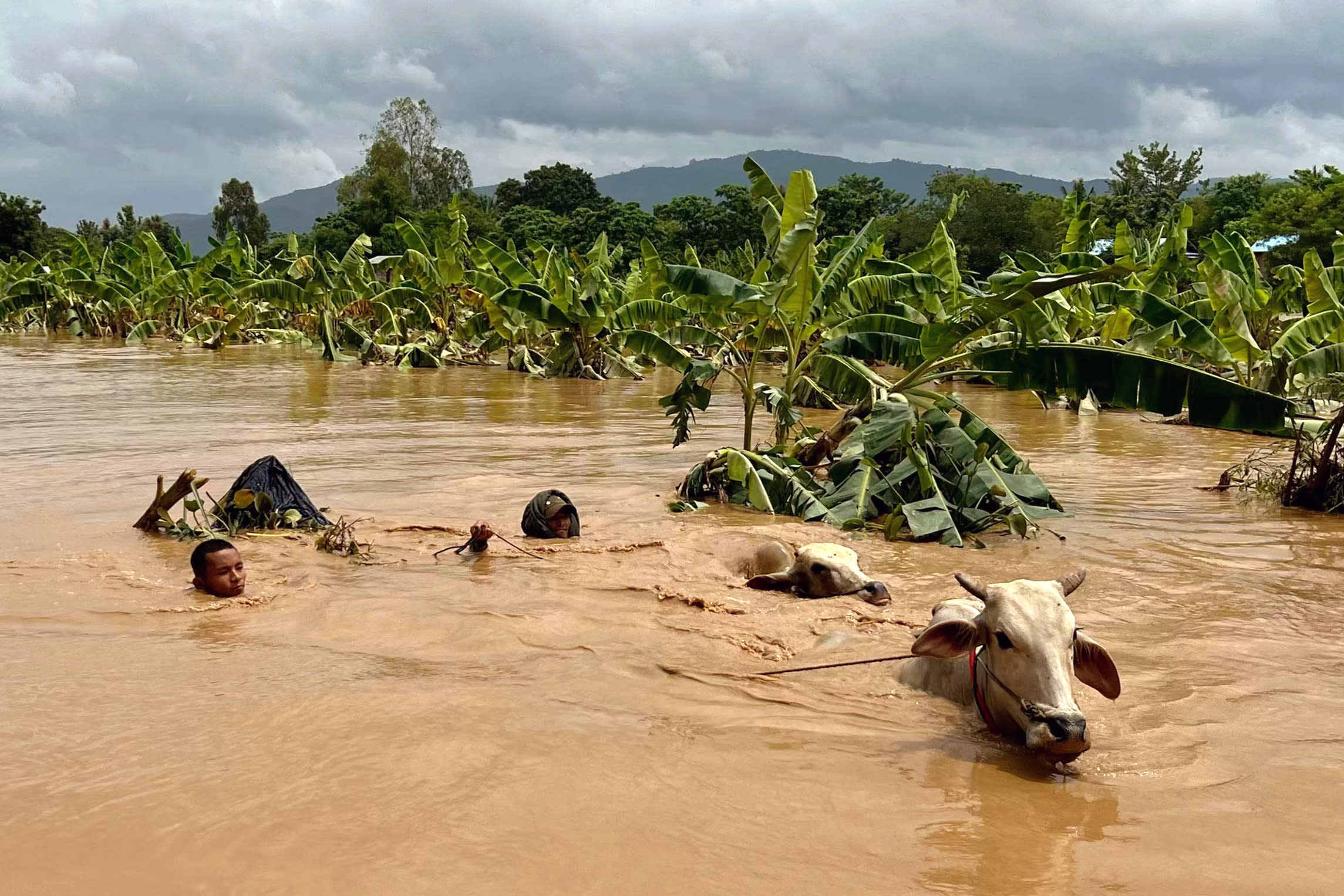 Two men lead cattle through high-flowing floodwaters in Sin Thay village in Pyinmana, Naypyidaw region of Myanmar, on September 13, 2024, after heavy rains following Typhoon Yagi. (Sai ​​​​Aung Main/AFP via Getty Images)