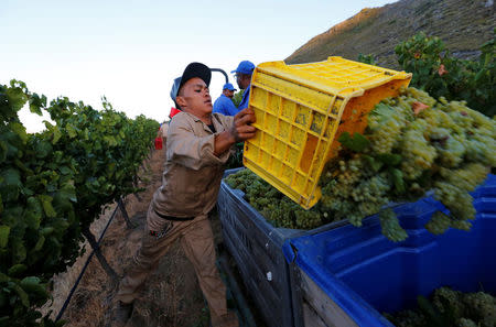 Workers harvest grapes at the La Motte wine farm in Franschoek near Cape Town, South Africa in this picture taken January 29, 2016. REUTERS/Mike Hutchings