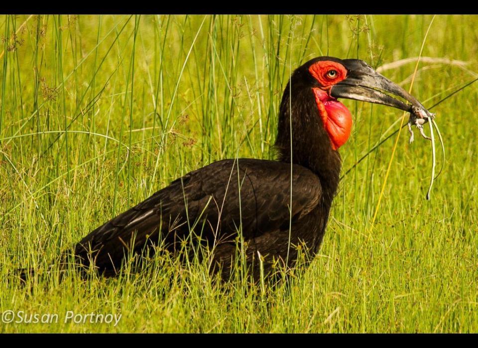 A grounded horn bill. A helluva strange looking bird. He along with a friend were trolling the high grass for food. As you can see from the frog <em>and</em> snake in his beak, he was having a pretty good day. © Susan Portnoy