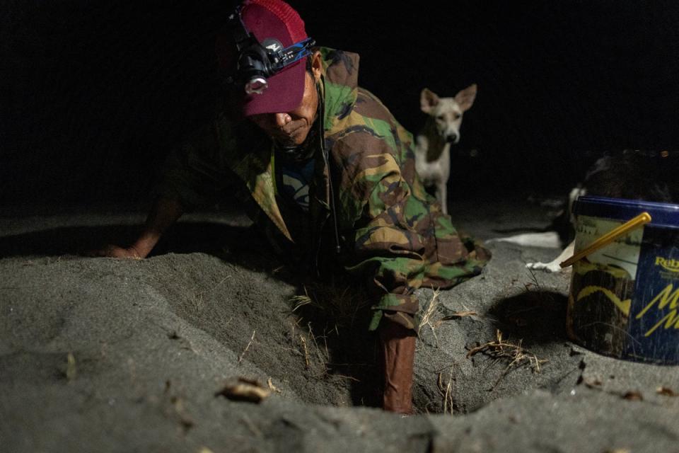 Manlugay digs up a nest with eggs (Reuters)