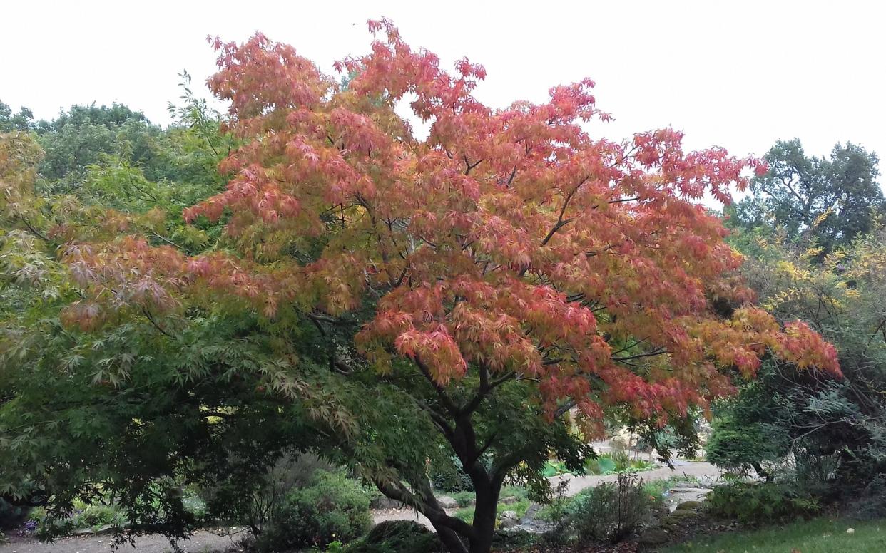 Vivid colours are already showing up at the RHS Garden in Wisley - Royal Horticultural Society