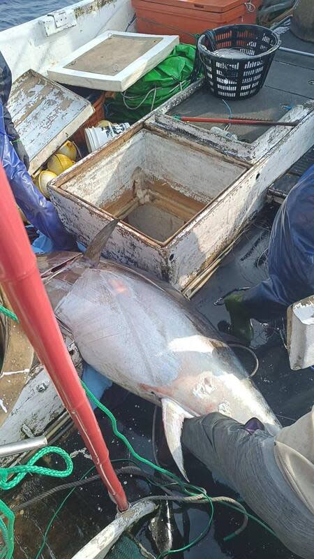 蘇澳漁船捕獲黑鮪魚  待返港鑑定第一鮪 蘇澳區漁會14日上午接獲通知，蘇澳籍漁船「再發 668號」捕獲一尾約200公斤活黑鮪魚（圖），預計15 日凌晨3時返抵南方澳漁港，若經鑑定符合相關條 件，台灣今年第一尾黑鮪魚將由南方澳漁港拔得頭 籌。 （「再發668號」船主李映潔提供） 中央社記者王朝鈺傳真  113年4月14日 