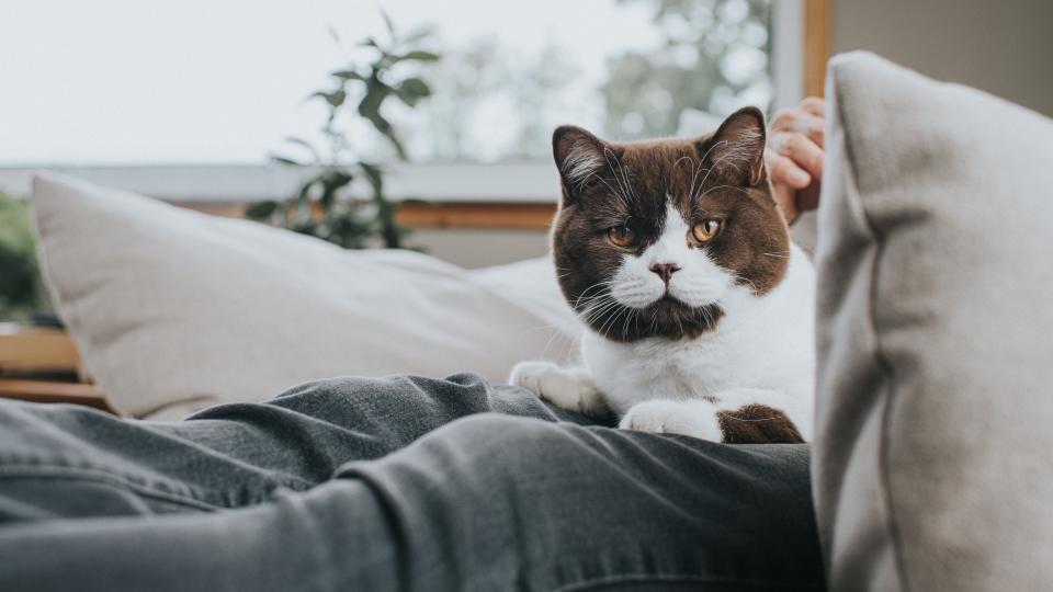 British shorthairs are ambiverts