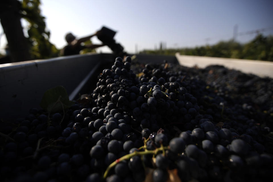 Un trabajador coloca uvas Petit Verdot en una camioneta durante la vendimia en el viñedo de Casale del Giglio, en Latina, cerca de Roma, el miércoles 16 de septiembre de 2020. (AP Foto/Alessandra Tarantino)