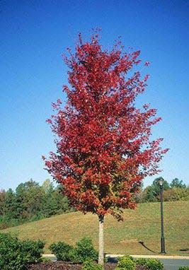 Found from Southern Canada to Florida and Minnesota, red maple is a fast-growing tree that features reddish flowers in late winter followed by red, winged fruit.