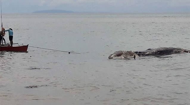 The creature was towed back out to sea. Source: Nujnuj Capistrano
