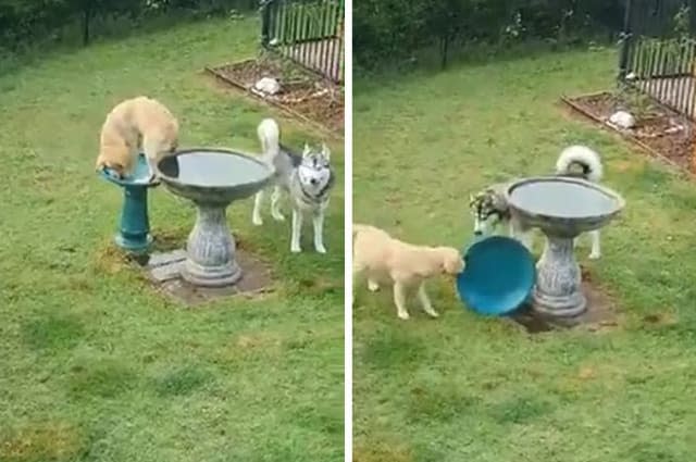 Watch as this golden retriever pup eschews her doggy pool and tries to go swimming in a birdbath instead