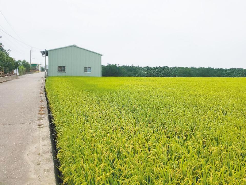 國土計畫法上路後，農地使用更受限，搭建農舍若違規恐面臨天文數字罰款，引起雲林農民恐慌與反彈。（周麗蘭攝）