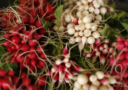 Radishes are bundled for sale after being harvested from the Chino family farm in Rancho Santa Fe, California April 23, 2013. REUTERS/Mike Blake