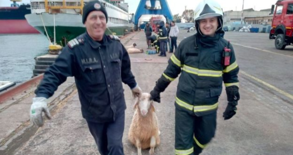 Rescuers carry a sheep to safety after a ship capsized off the coast of Romania (Picture: ISU Constanta)