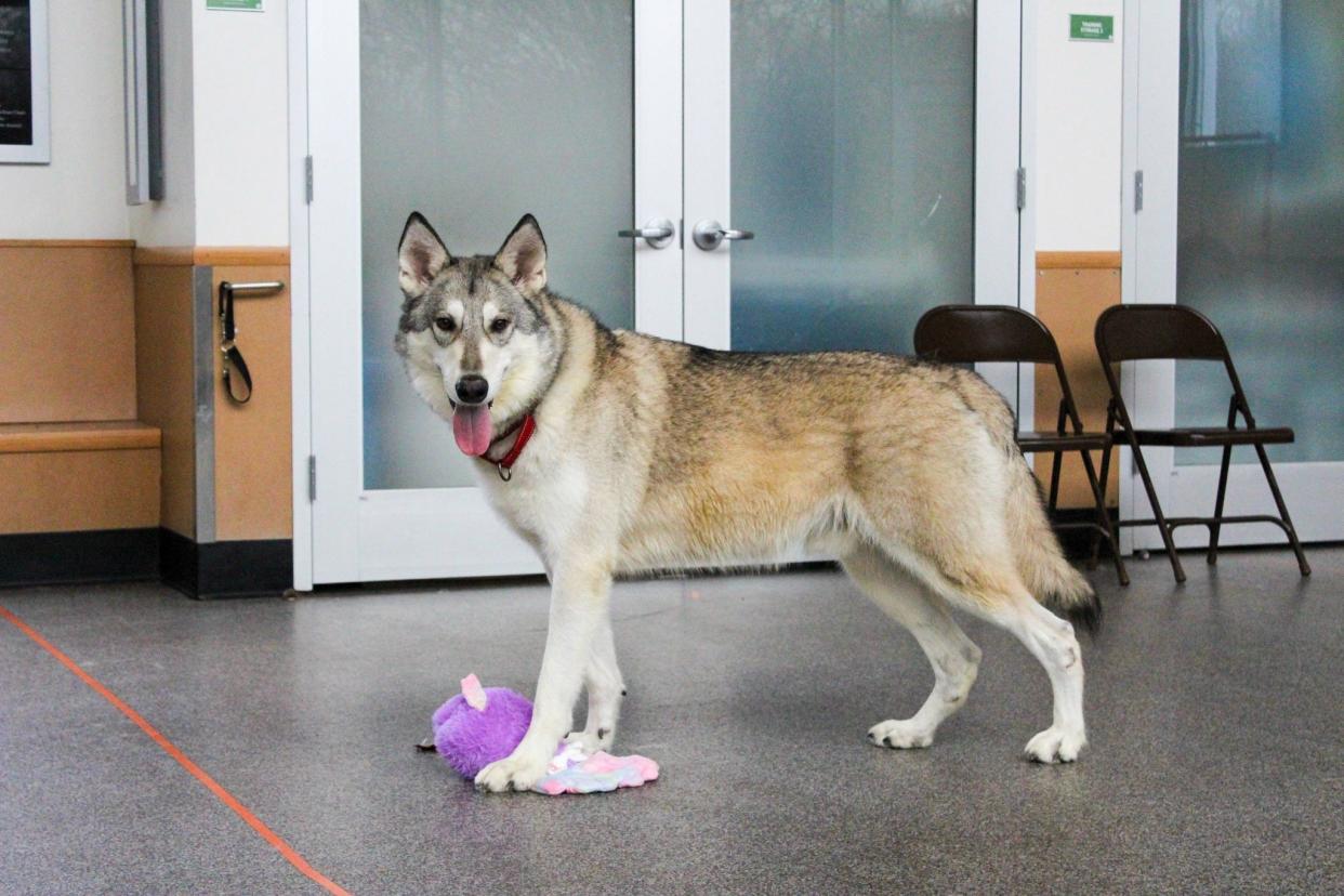 Zeus weighs 100 pounds, is strikingly tall and "can easily scale a 10-foot fence," says Kara Montalbano, director of marketing and community relations at the Potter League for Animals, where Zeus is living temporarily.