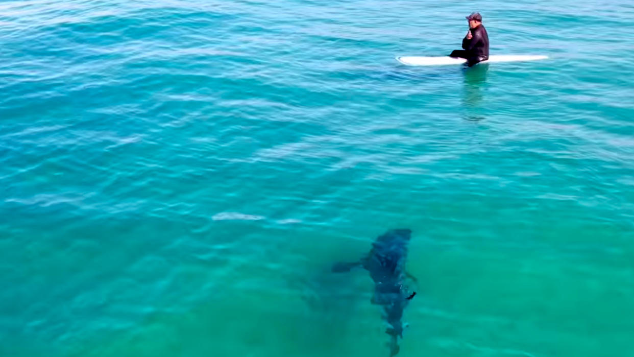  Great white shark surfer San Diego. 