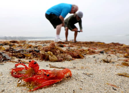 Beach goers inspect some of the thousands of red tuna crabs washed ashore in Dana Point, California June 17, 2015. REUTERS/Sandy Huffaker